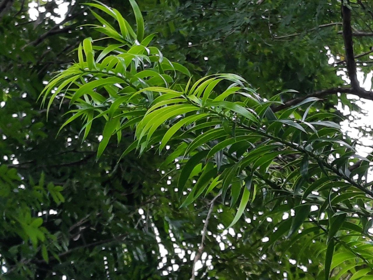 Araucaria hunsteinii — search result for 'Araucaria'