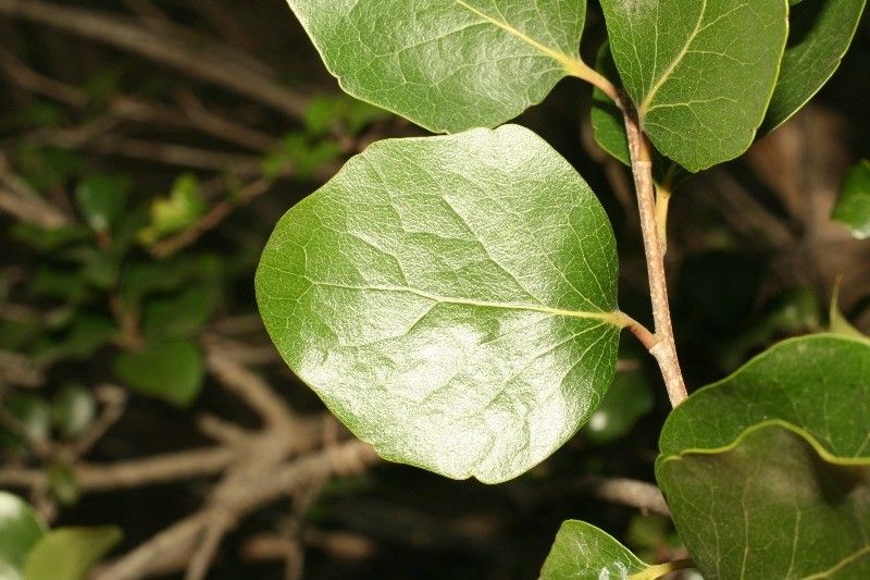 Scolopia heterophylla leaf