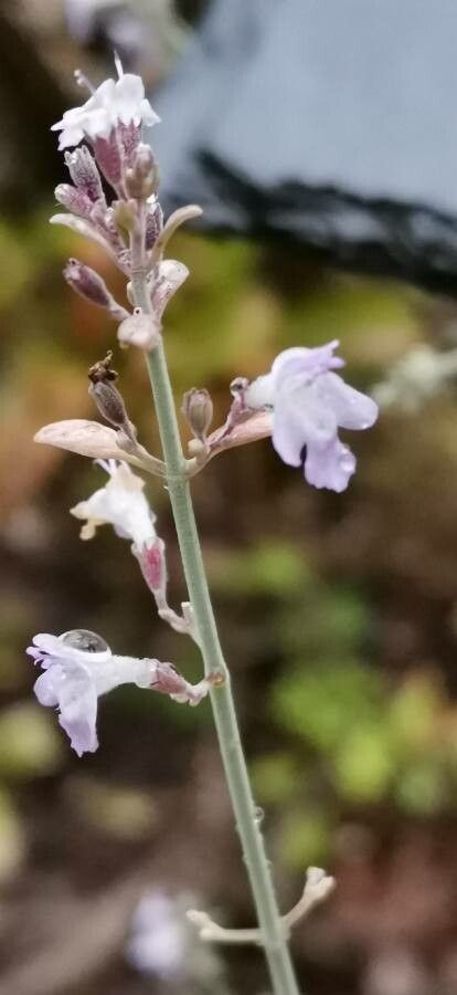Clinopodium serpyllifolium flower