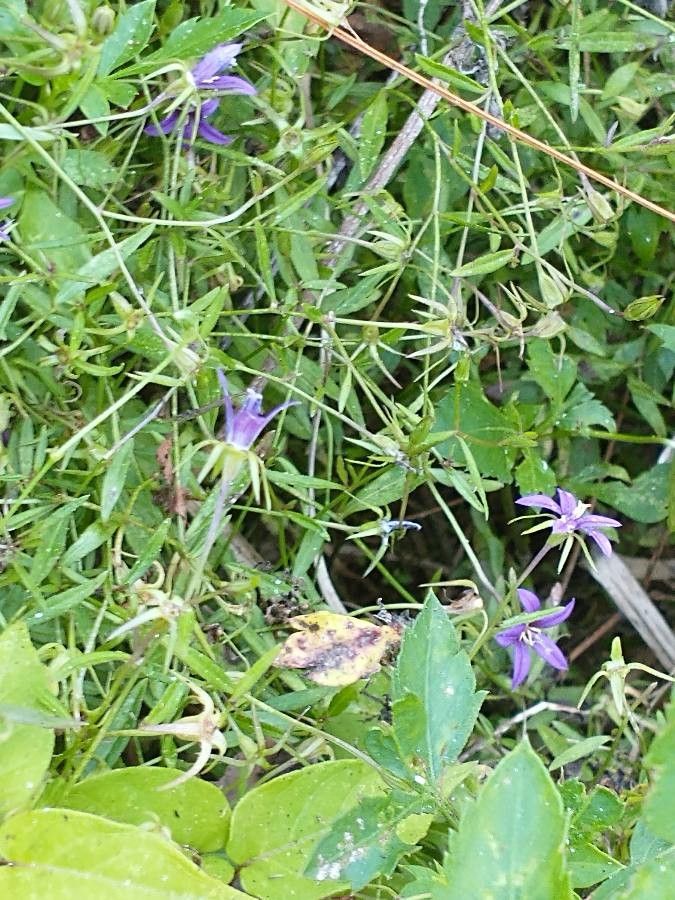Campanula floridana flower