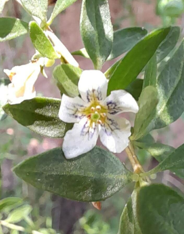 Lycium ciliatum flower