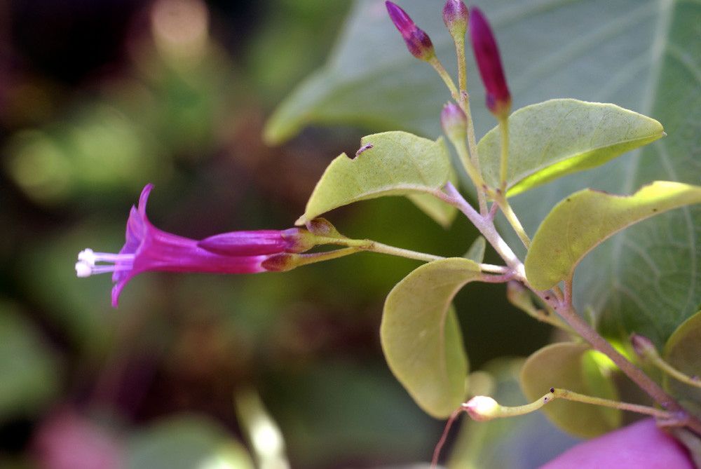 Jacquemontia solanifolia — houseplant care guide