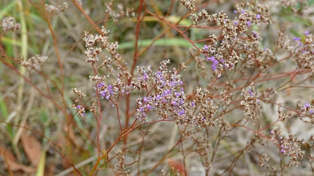 Limonium meyeri flower