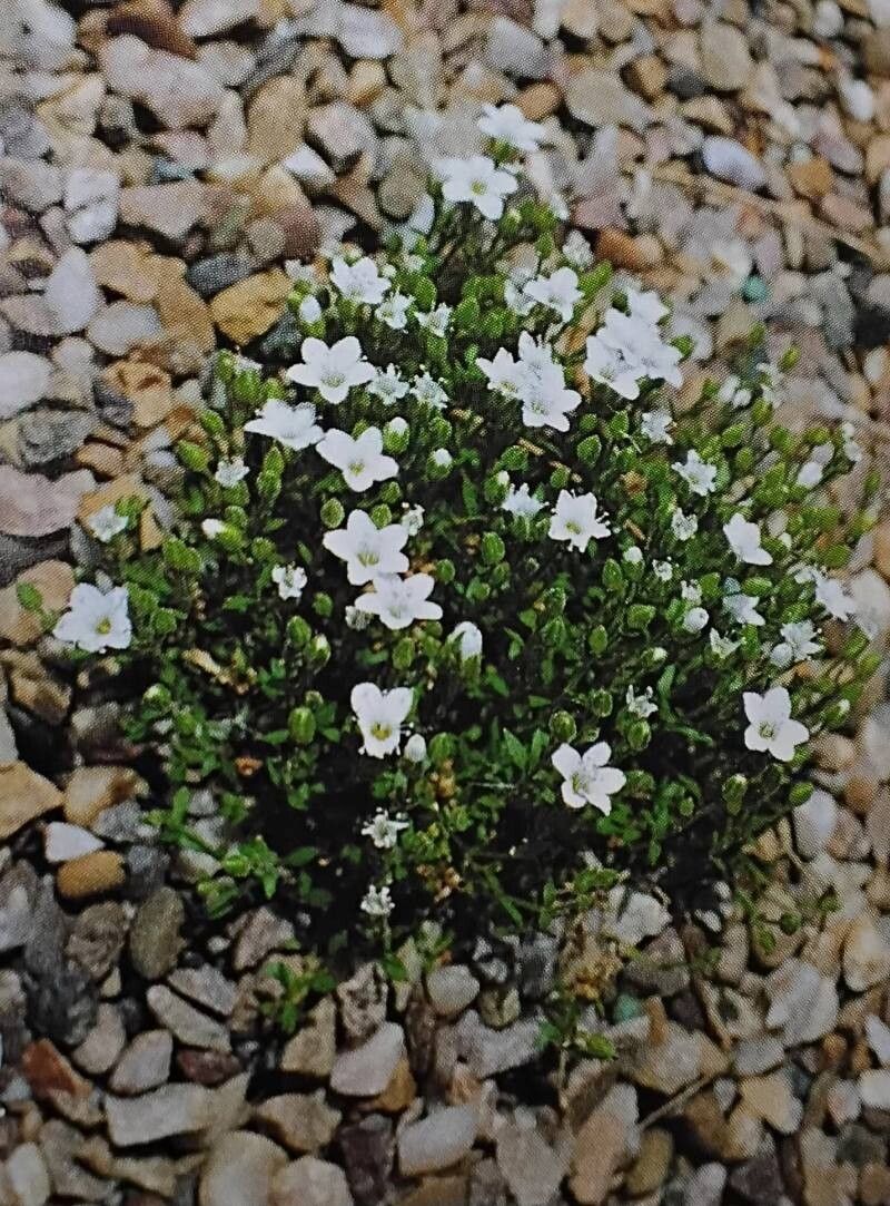 Arenaria cretica — houseplant care guide