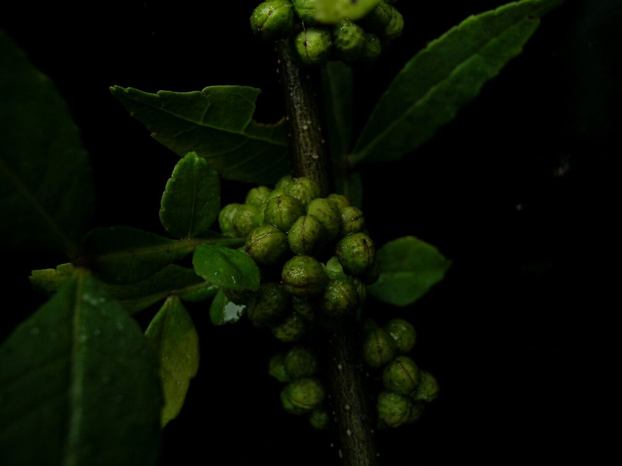 Zanthoxylum acanthopodium — related species from the same genus