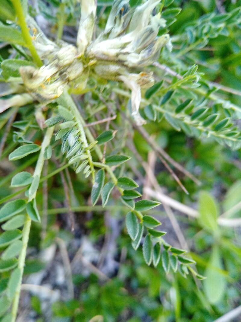 Astragalus sirinicus — houseplant care guide