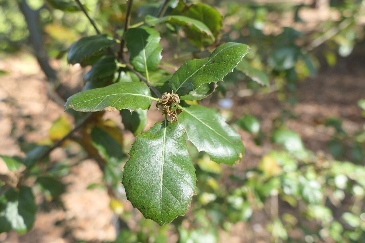 Quercus parvula — houseplant care guide