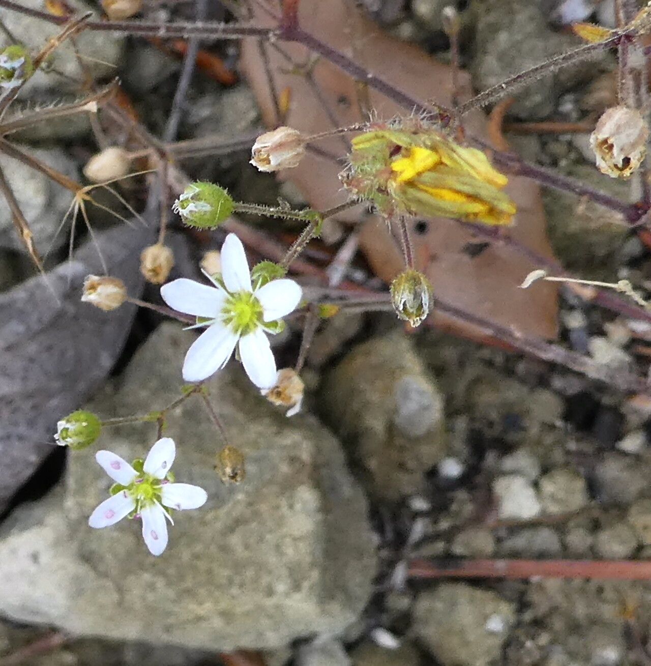 Arenaria conimbricensis flower