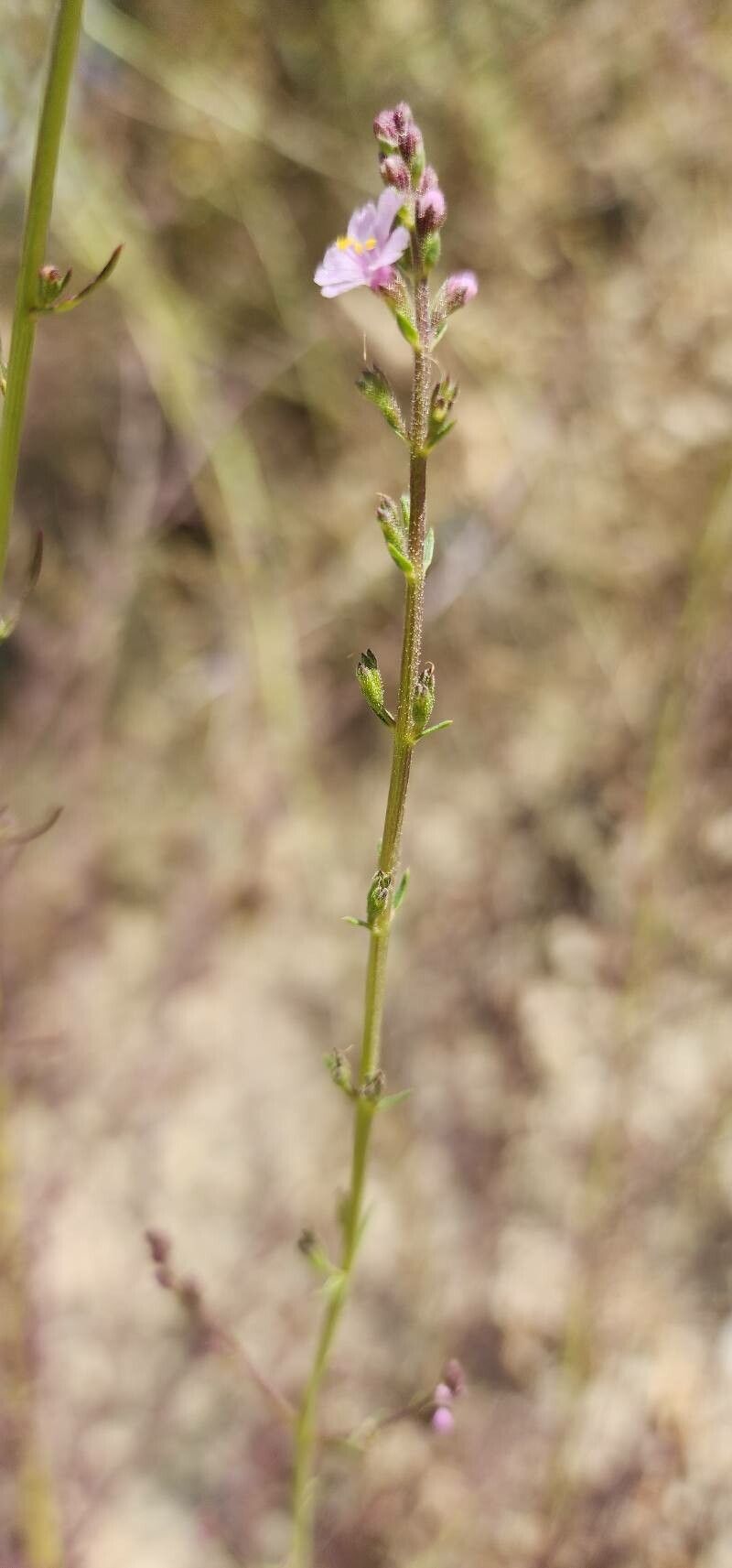Leptorhabdos parviflora fruit