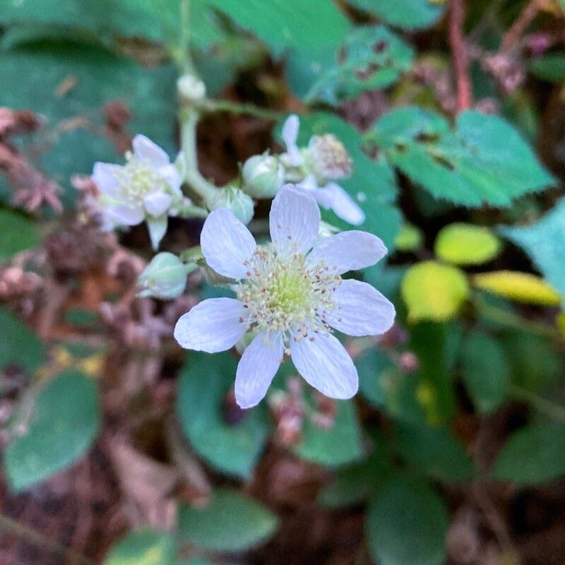 Rubus gratus flower