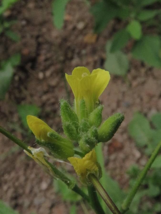 Diplotaxis muralis flower