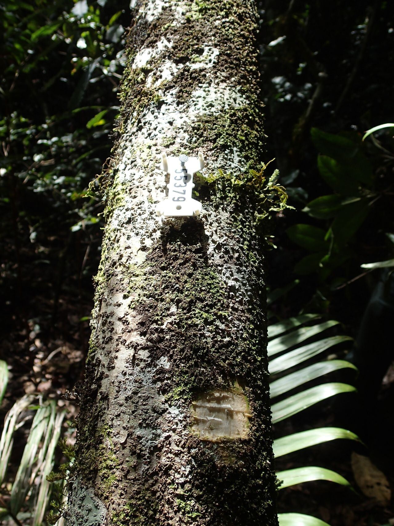 Pittosporum mackeei — search result for 'Pittosporaceae'