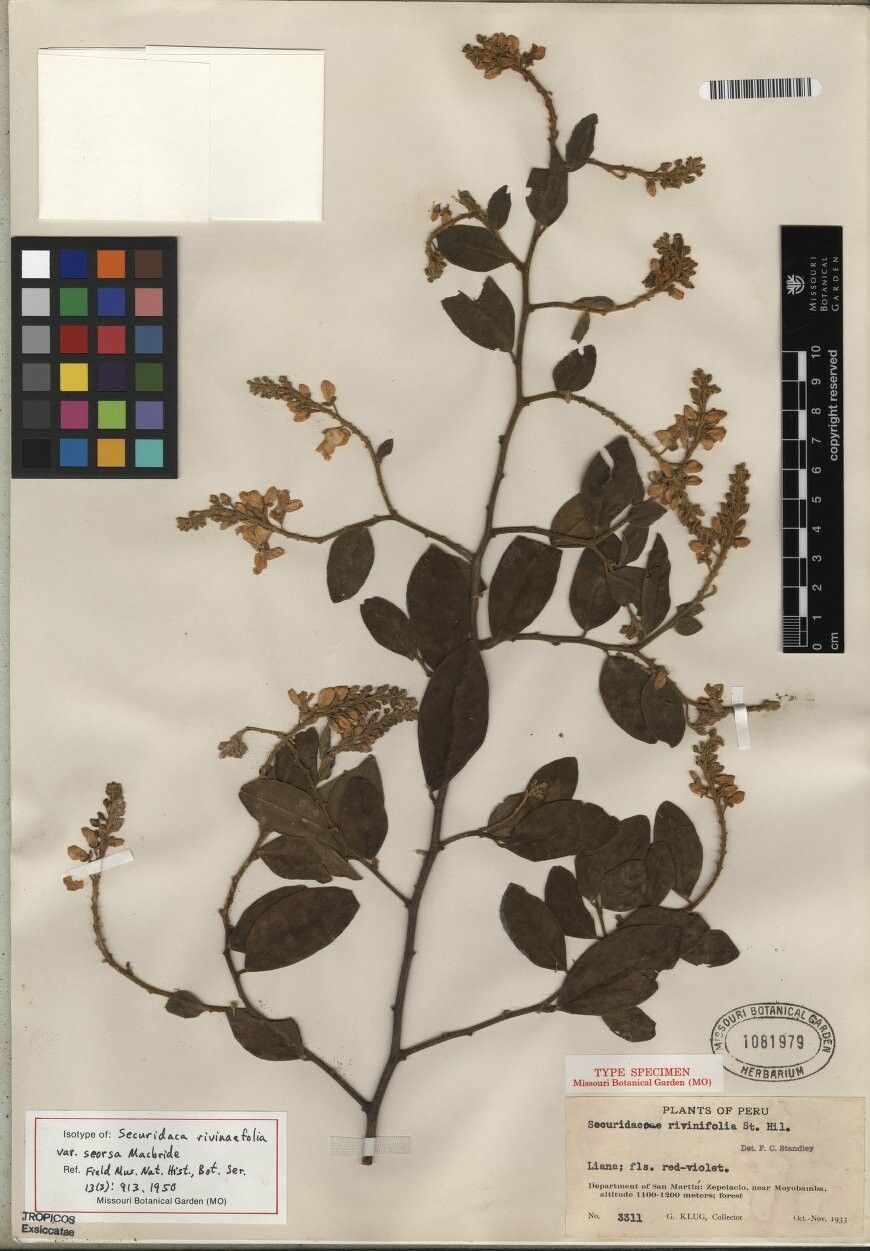 Securidaca divaricata — related species from the same genus