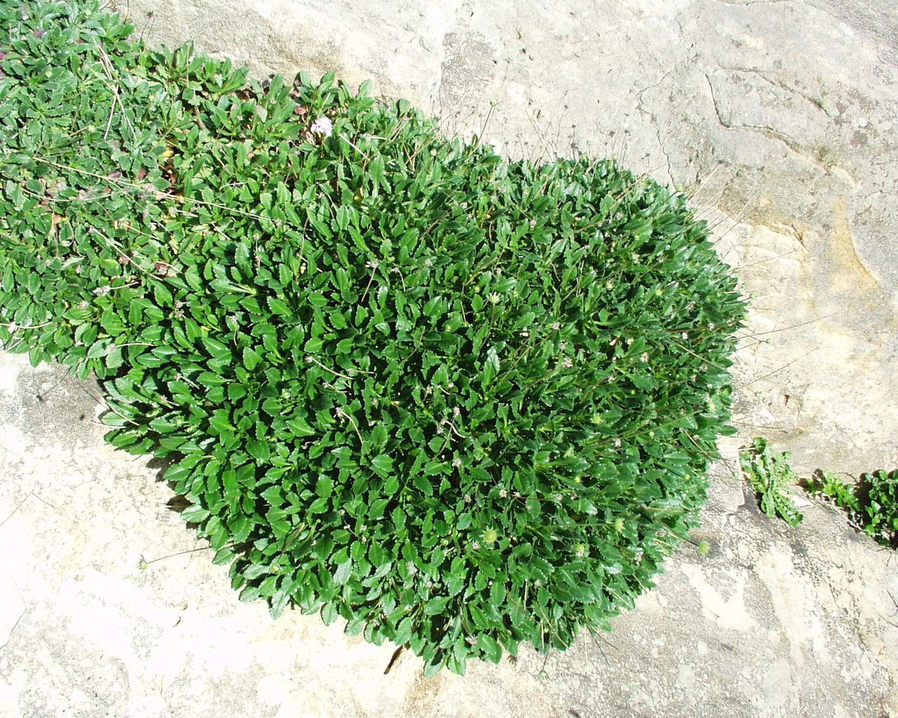 Scabiosa farinosa other