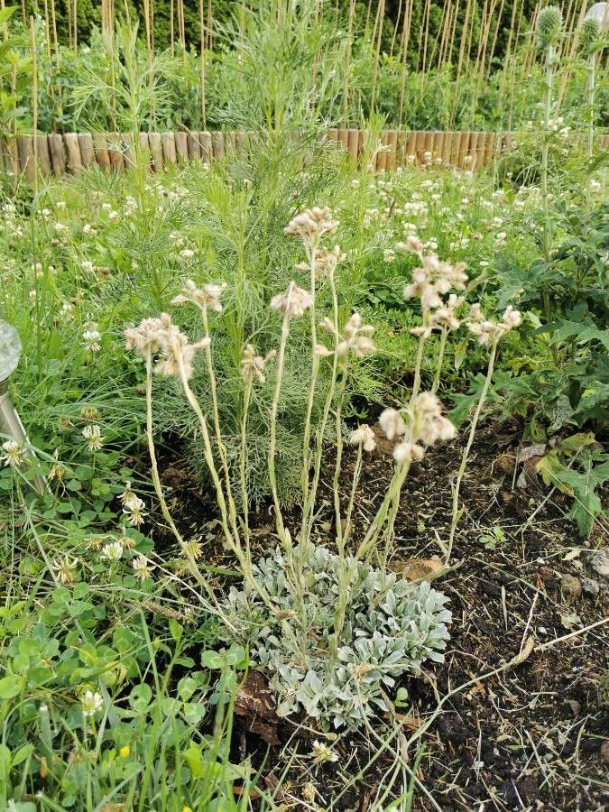 Antennaria parvifolia habit