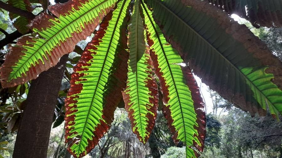 Chrysophyllum imperiale — houseplant care guide