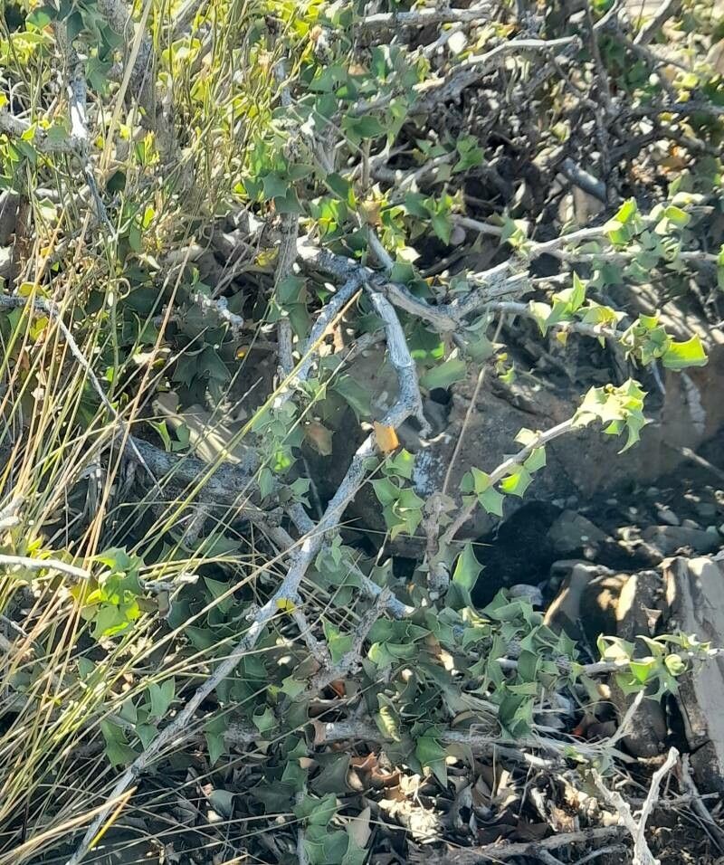 Berberis comberi habit