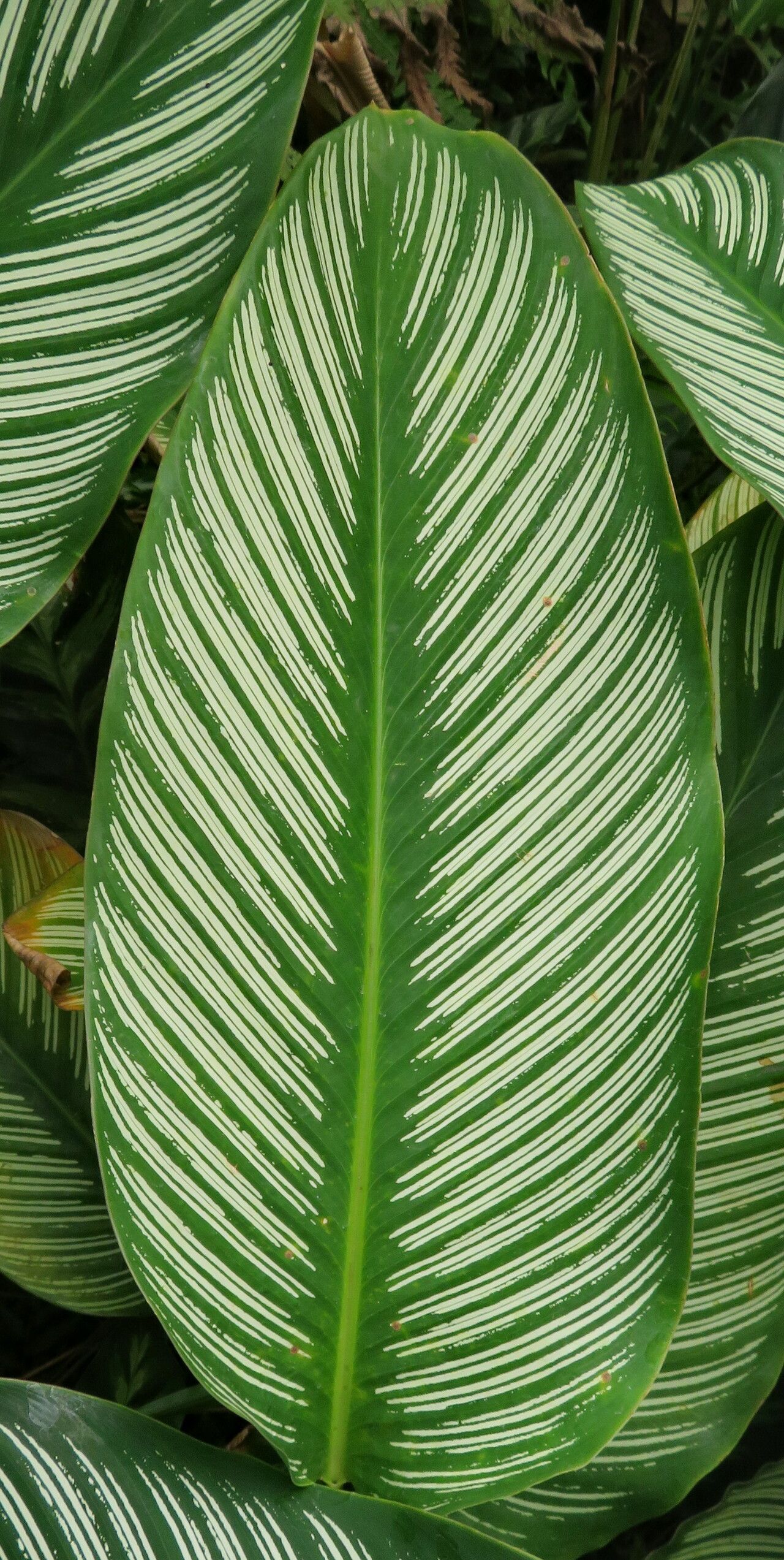 Goeppertia majestica — search result for 'Calathea'