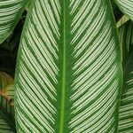 Goeppertia majestica