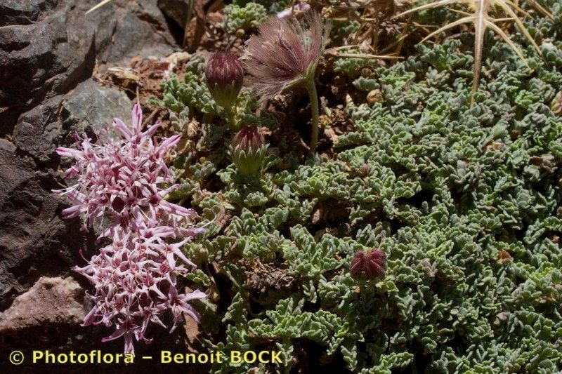 Pterocephalus depressus habit