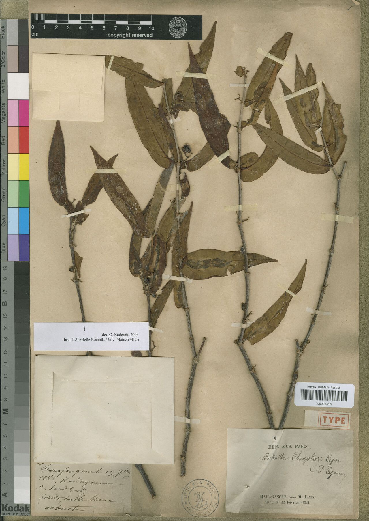 Medinilla chapelieri — search result for 'Medinilla'