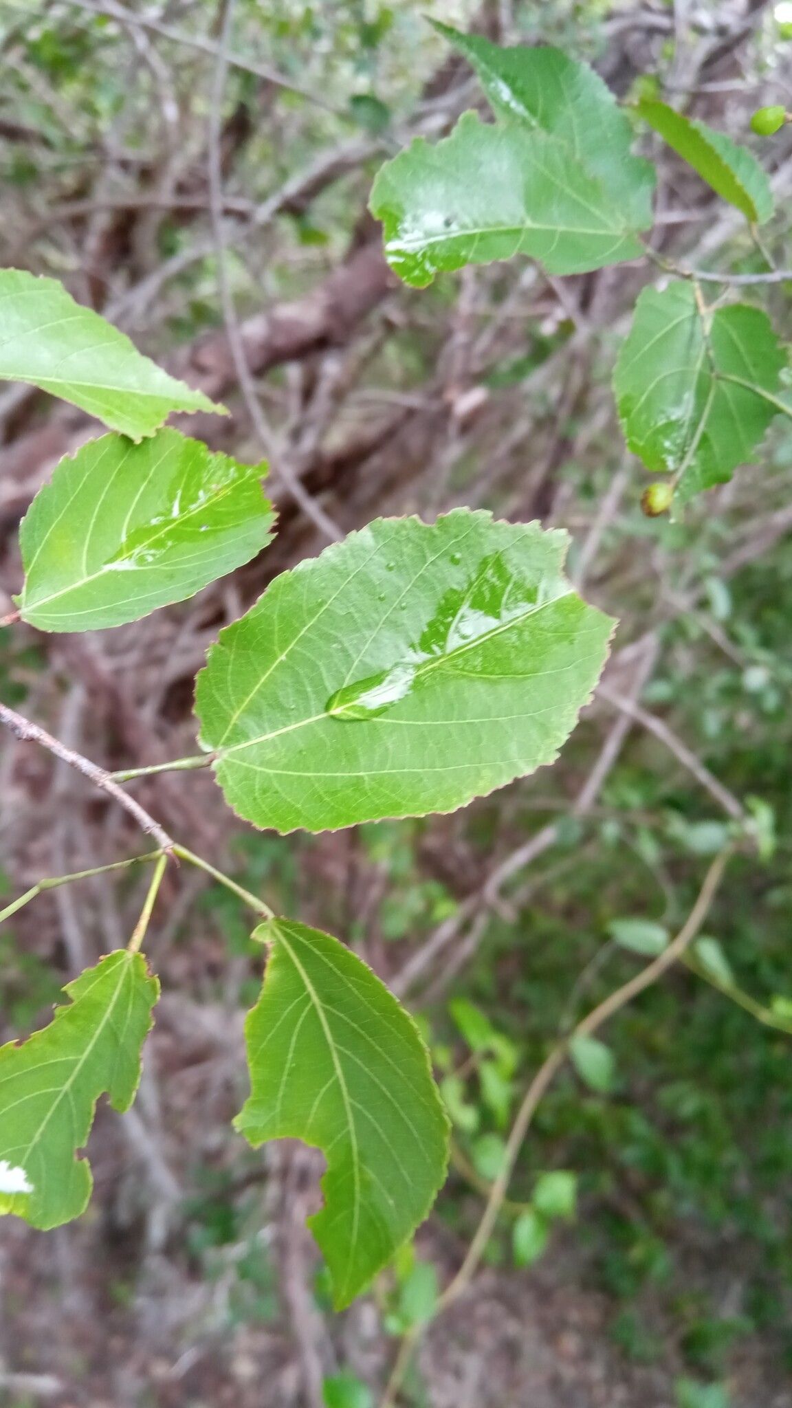 Grewia baillonii — search result for 'Grewia'