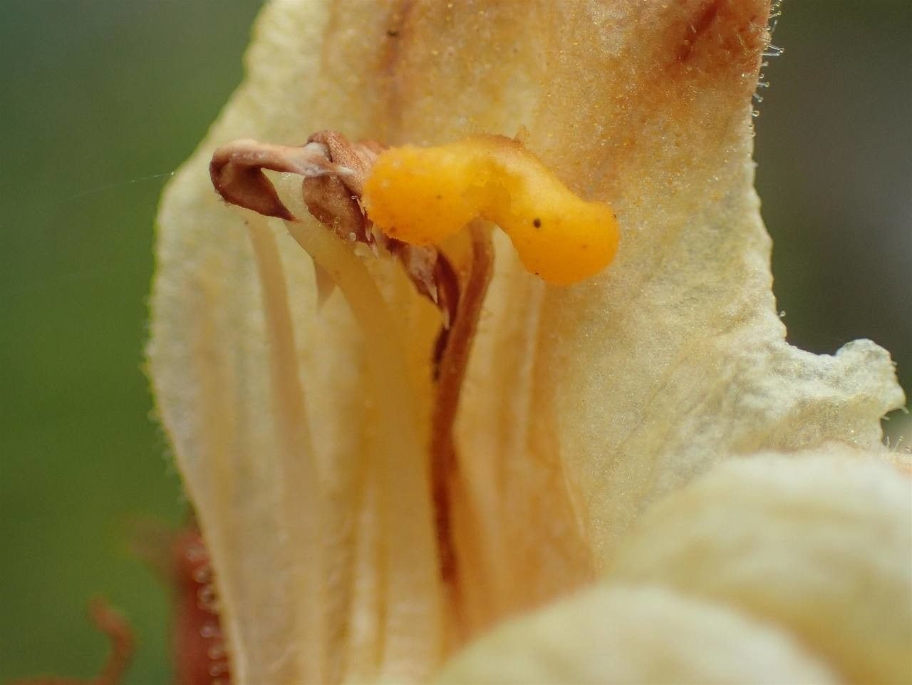 Orobanche laserpitii-sileris flower