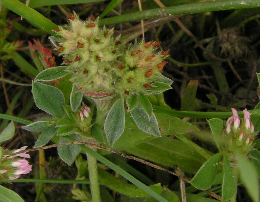 Trifolium striatum fruit