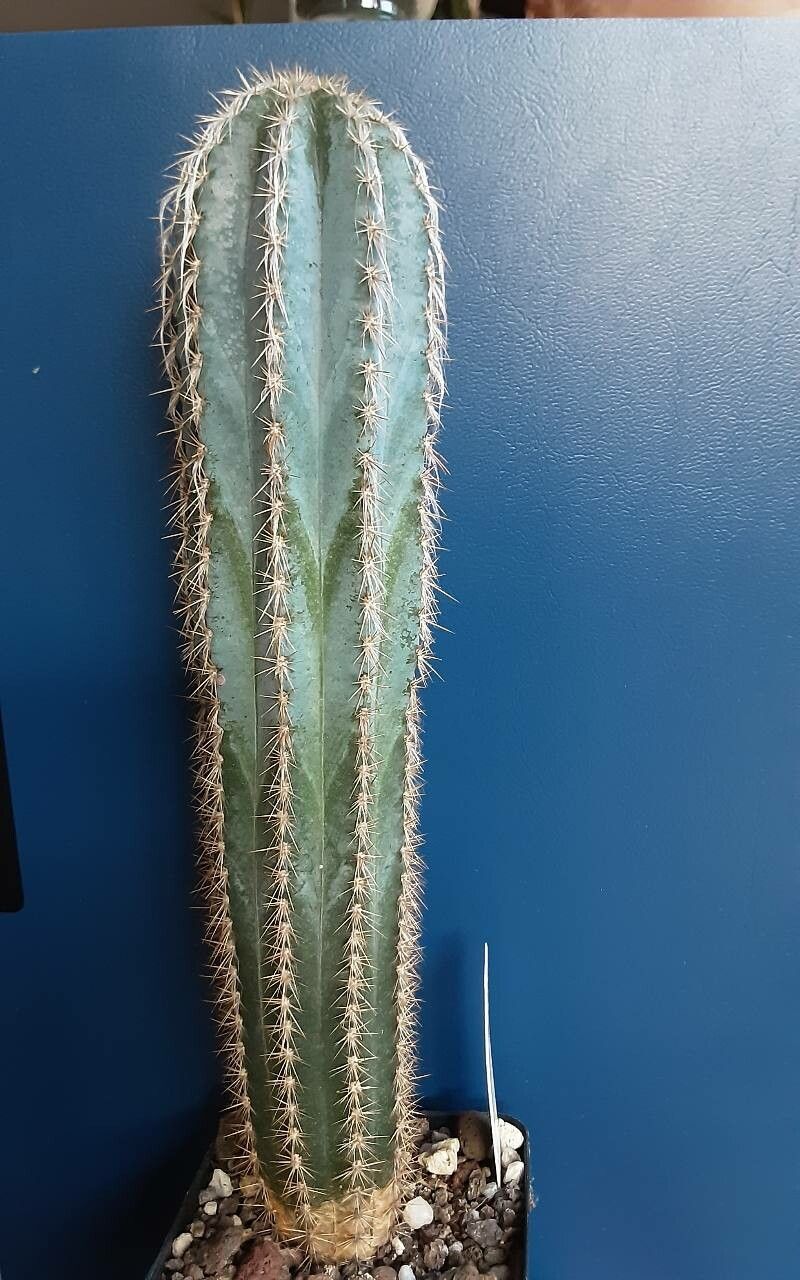 Pilosocereus armatus habit