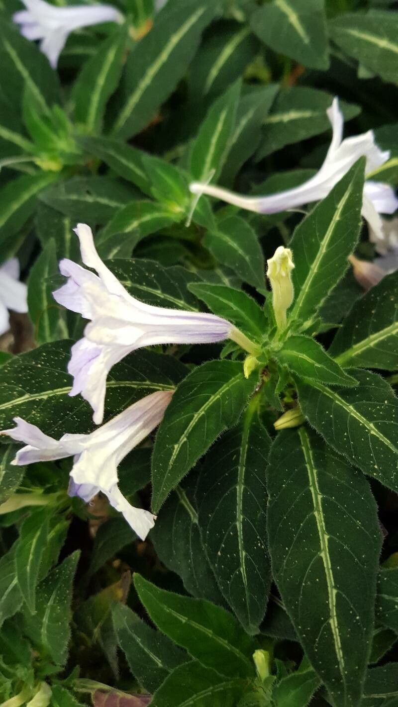 Begonia carolineifolia flower