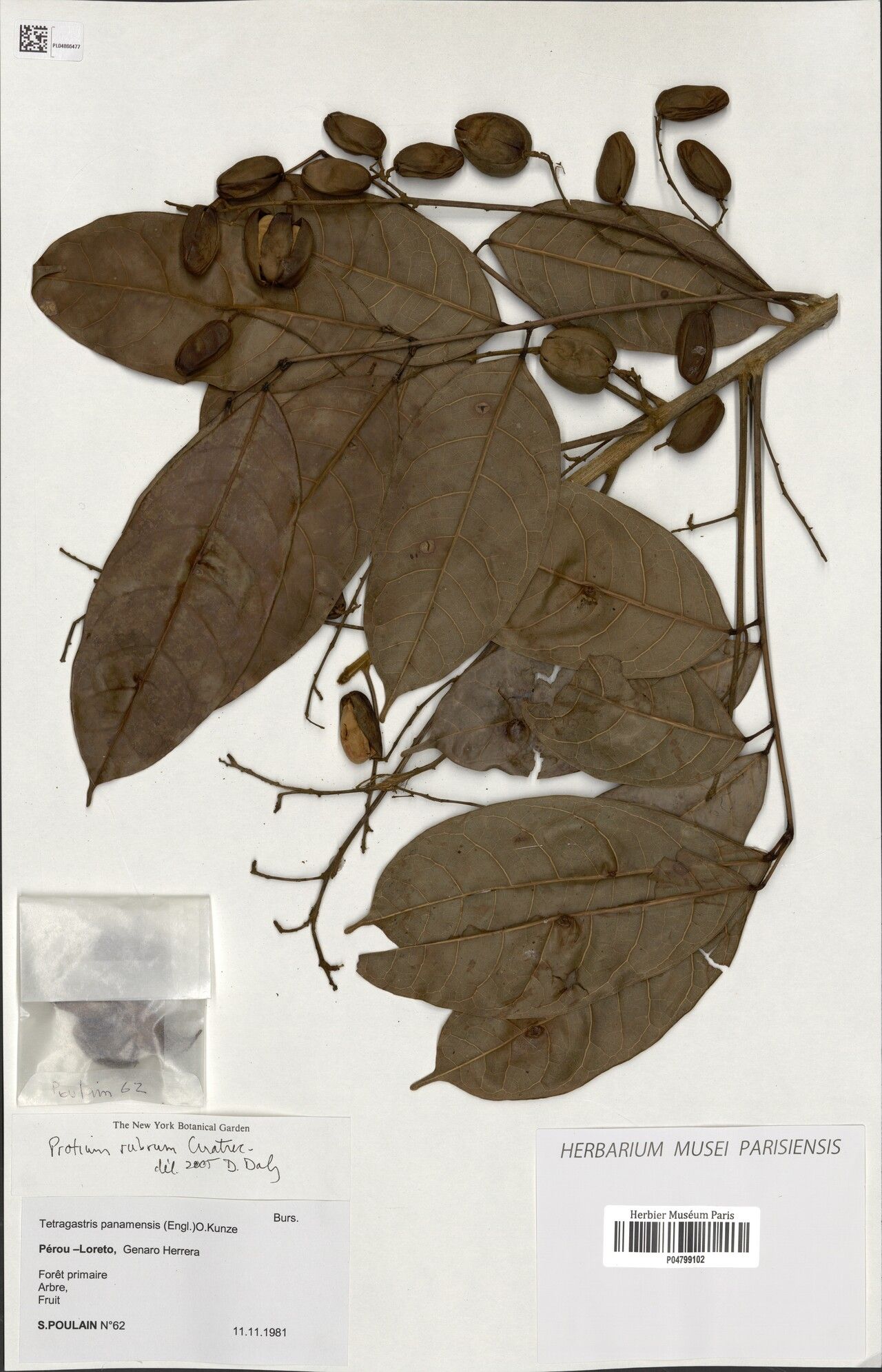 Protium rubrum — houseplant care guide