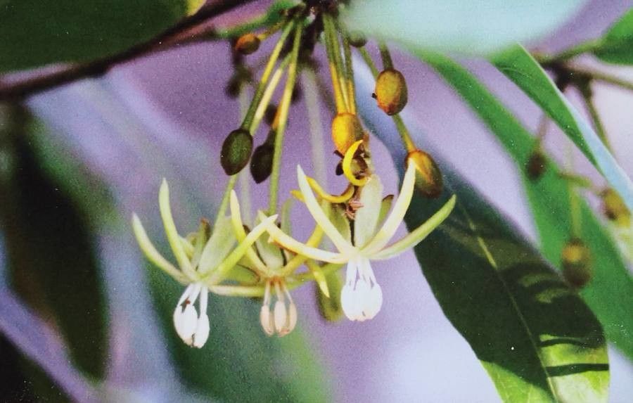 Hydnocarpus anthelminthicus flower