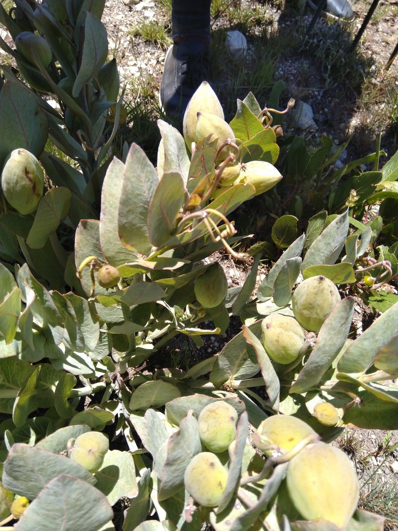 Gomphocarpus swynnertonii habit