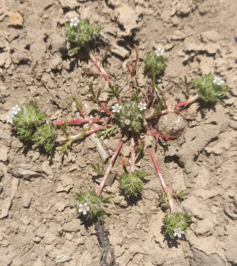 Navarretia involucrata habit