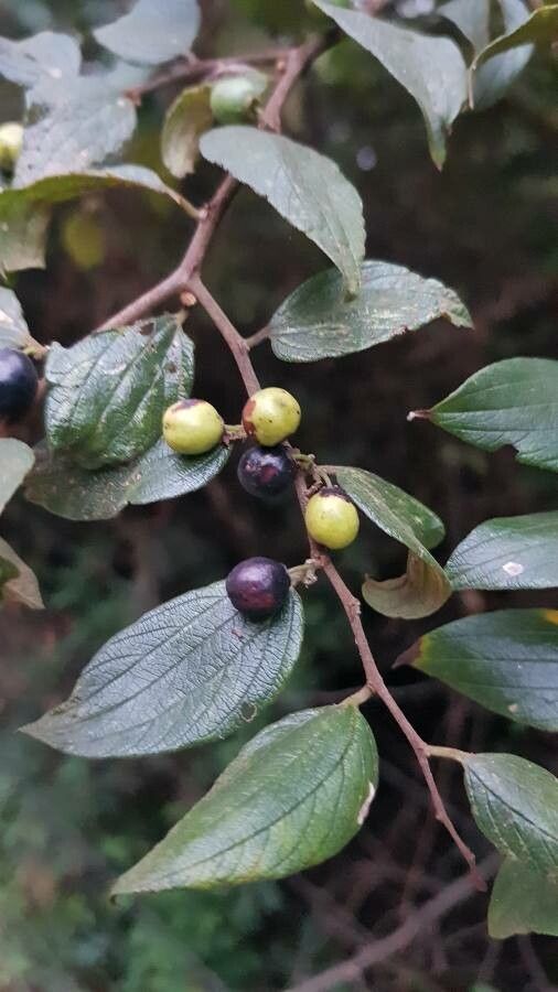 Ziziphus oenopolia fruit