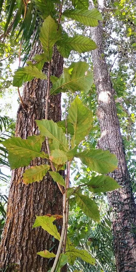 Quercus pachyloma — houseplant care guide