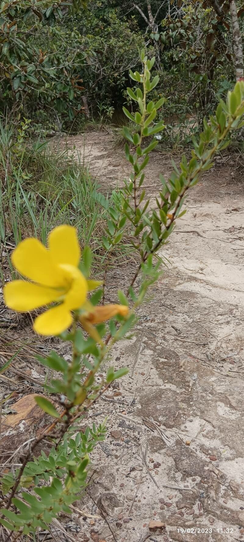 Chamaecrista orbiculata — houseplant care guide