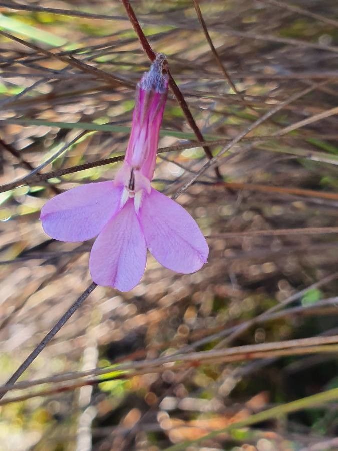 Lobelia holstii flower