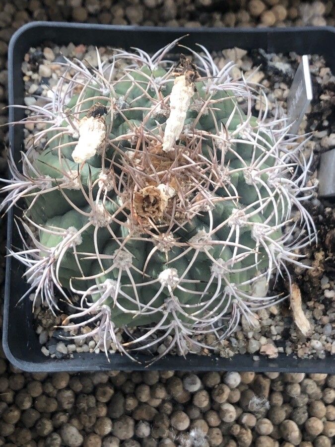 Gymnocalycium castellanosii — search result for 'Gymnocalycium'