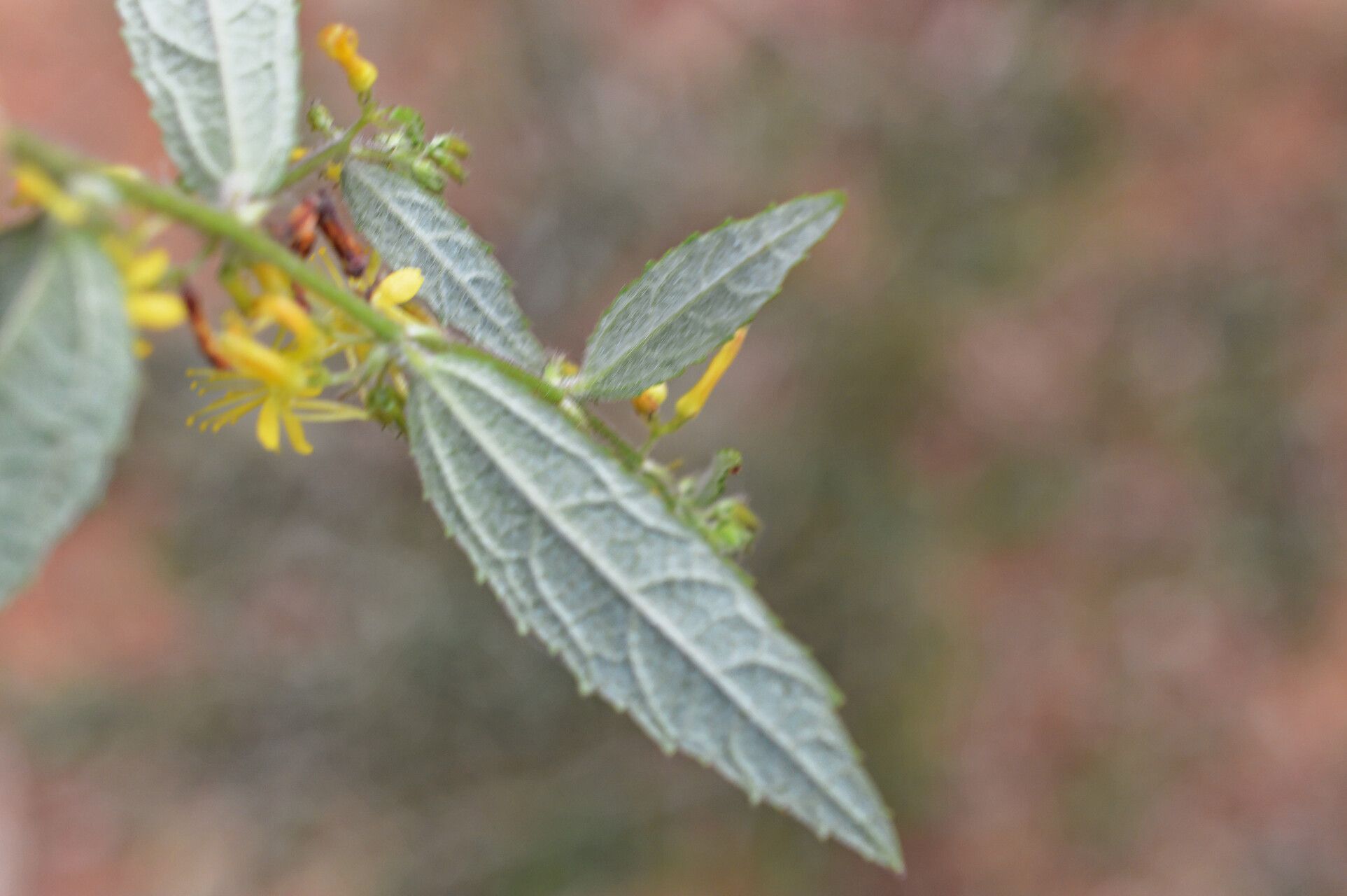 Triumfetta pilosa — houseplant care guide