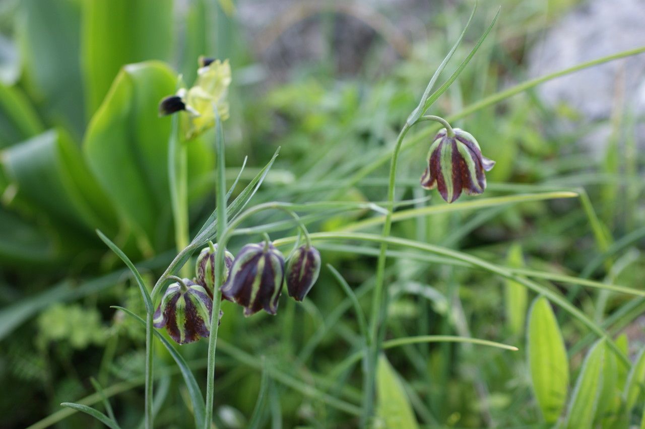Fritillaria messanensis flower