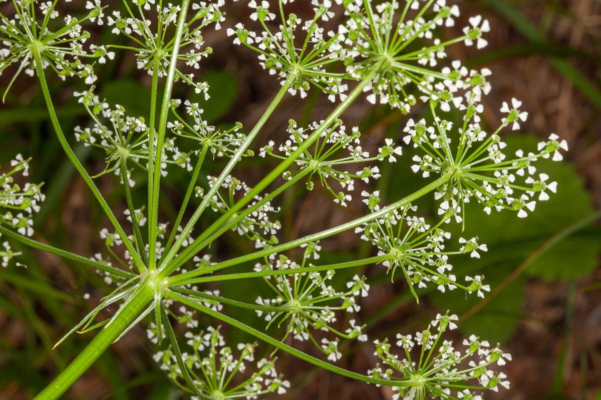 Peucedanum rablense bark