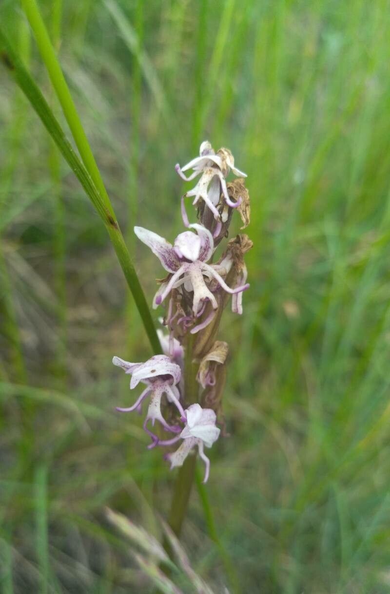 Orchis × beyrichii flower