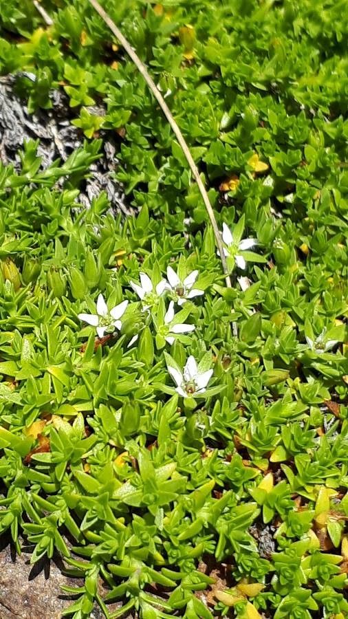 Minuartia rupestris flower