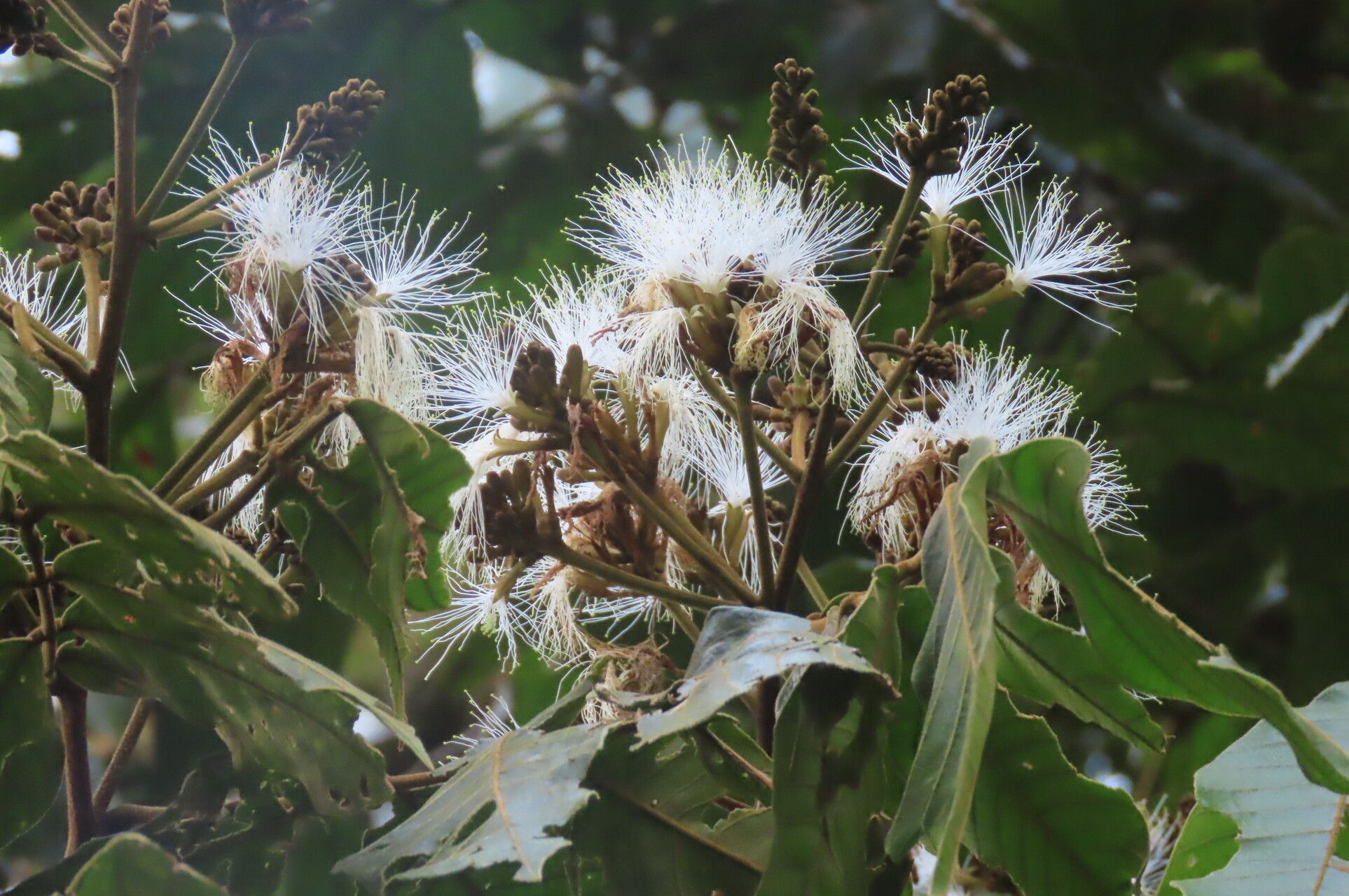 Inga oerstediana flower