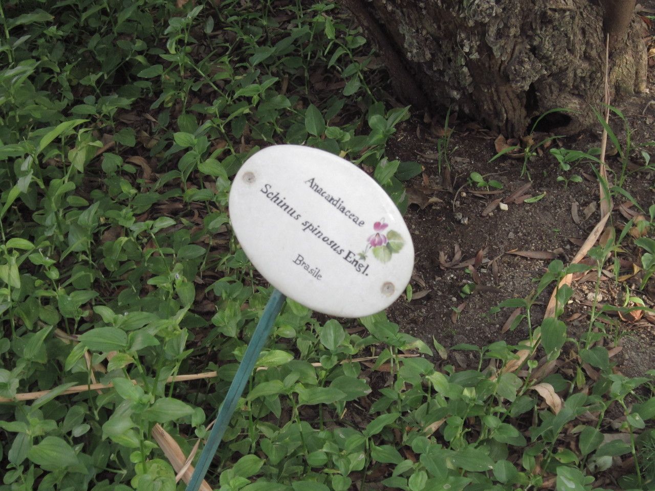 Schinus spinosa habit