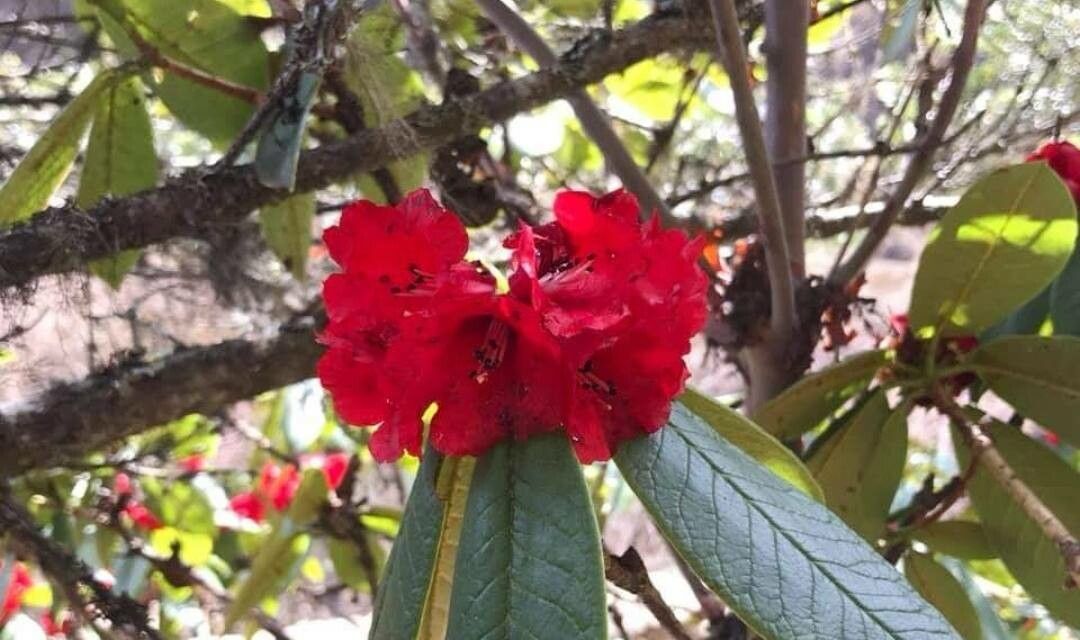 Rhododendron argipeplum — houseplant care guide