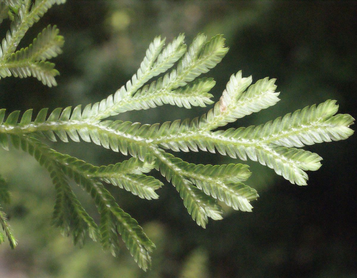 Selaginella distachya leaf