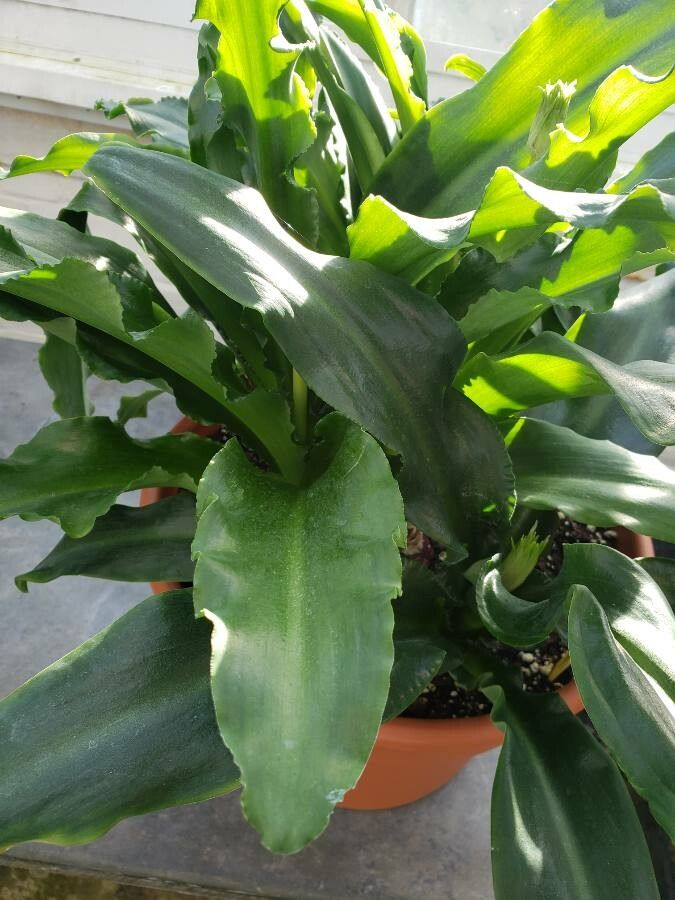 Veltheimia bracteata leaf