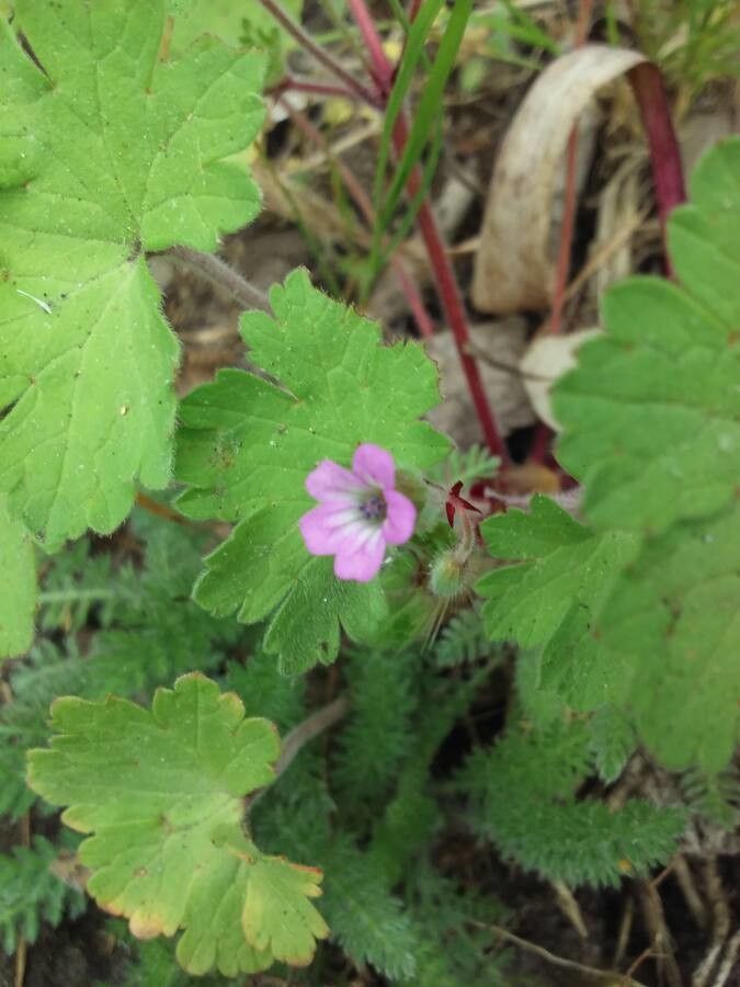 Geranium gracile flower
